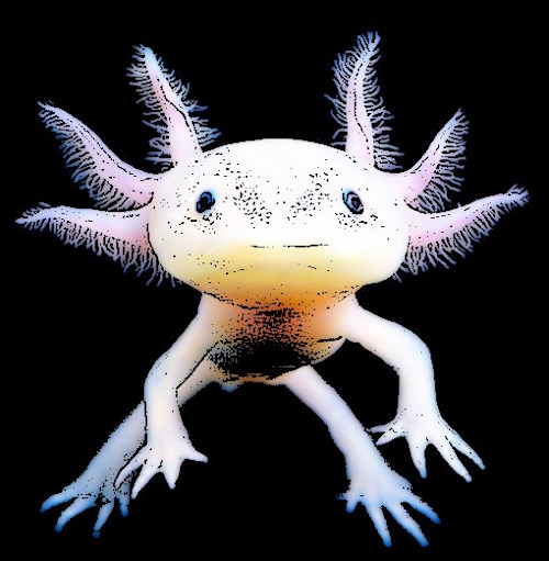 strange-fish-with-hand-feet-Axolotl