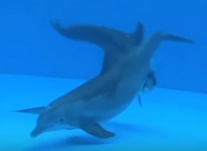Dolphin-giving-birth-caught-on-camera-1