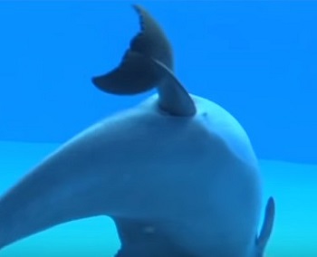 Dolphin-giving-birth-caught-on-camera,baby-dolphin-born