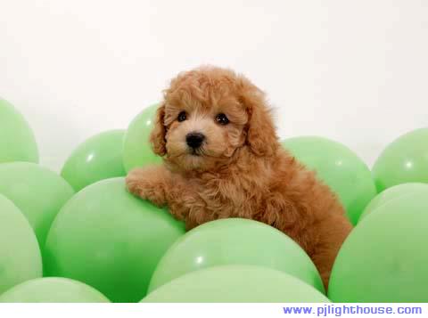 Cute Puppies Photos - DotA, Funny Junk, Adsense, Art