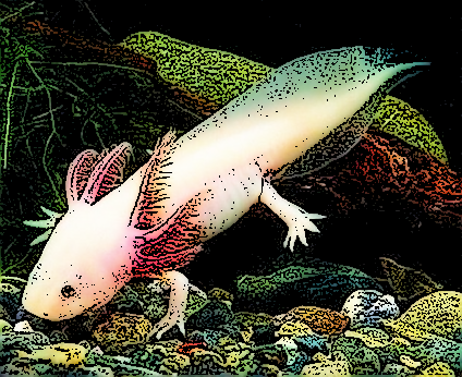 Axolotl-Mudpuppy-Waterdogs-strange-animals-1