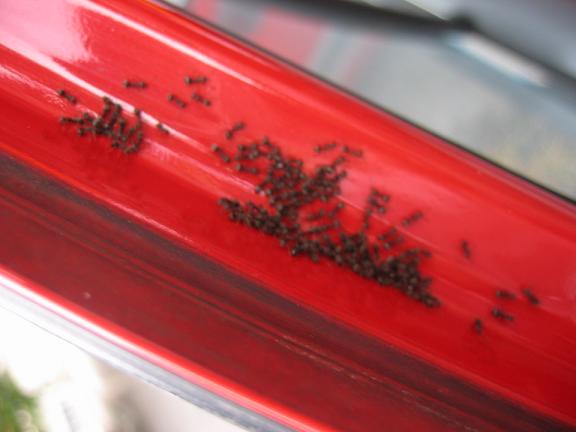 Crazy Ants invading my car, shock