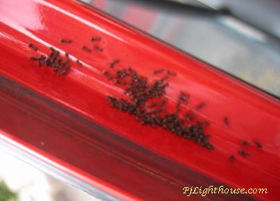 Crazy Ants invading my car..making nest I think..