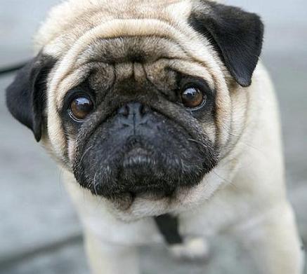 Cute Little Puppy Pug Photo, Funny Junk, Cute, Puppy, Dog, Animal, Pet, Nice, Adorable