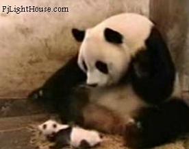 YouTube Crazy Funny Sneezing Panda Baby,Panda Bear,Sneeze, Sneezing Baby Panda Sneeze Sneezing 