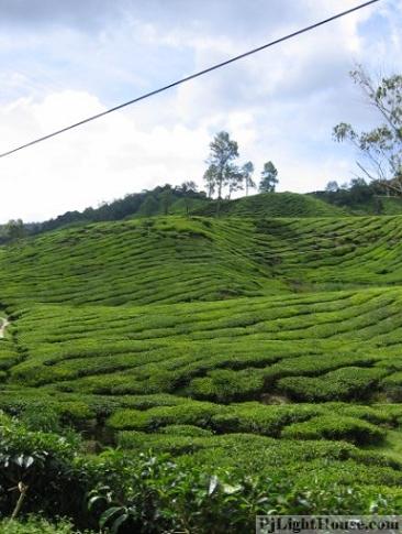 green tea leaf, cameron highlands, boh tea plantations, panahang