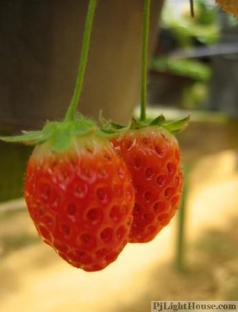 strawberry farm, bee farm, cameron highlands, pahang, malaysia, travel, photos