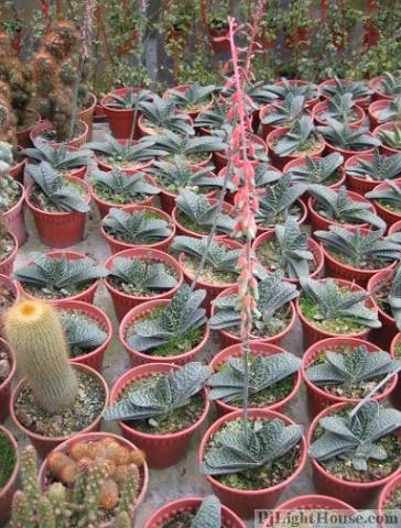 Travel, Photo, Plant, Cactus, Flowers, Rose, Strawberry, Tea Plantation, Pahang, Malaysia, Canon Ixus, Close up, Macro, Boh Tea
