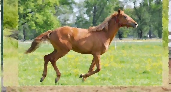 Horse-Photo-Animation-Afte-Muybridge11