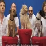 Music-Amazing-Talented-Animals-OK-Go-White-Knuckles-MTV