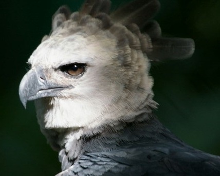 harpy-eagle-wildlife-amazing,wow