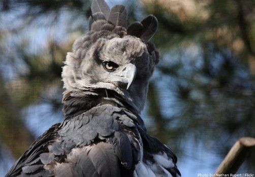 harpy-eagle-wildlife-amazing,wow