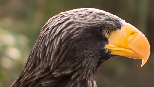 harpy-eagle-wildlife-amazing,wow,eagle,preybirds