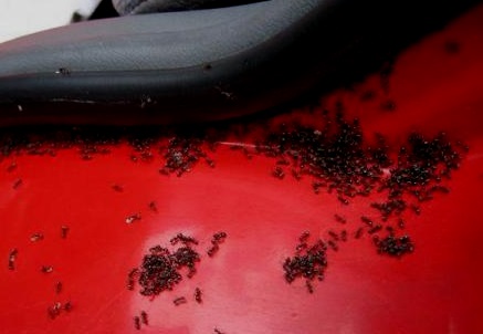 ants-in-red-car-pjlighthouse-omg